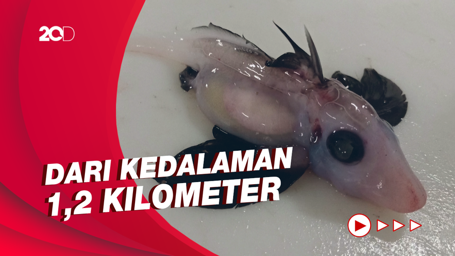 Melihat Bayi Hiu Hantu, Ditemukan di Dasar Laut