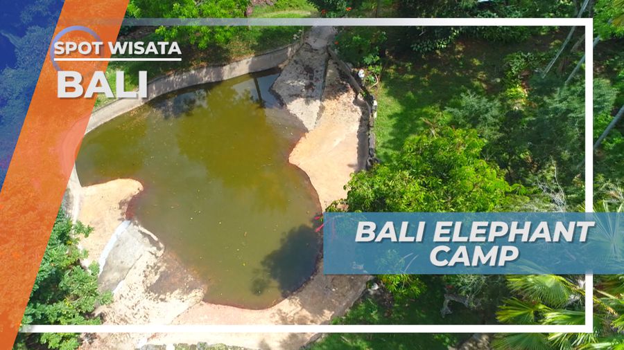 Berkunjung ke Elephant Camp Bali, Bertemu Evi Si Gajah Lucu