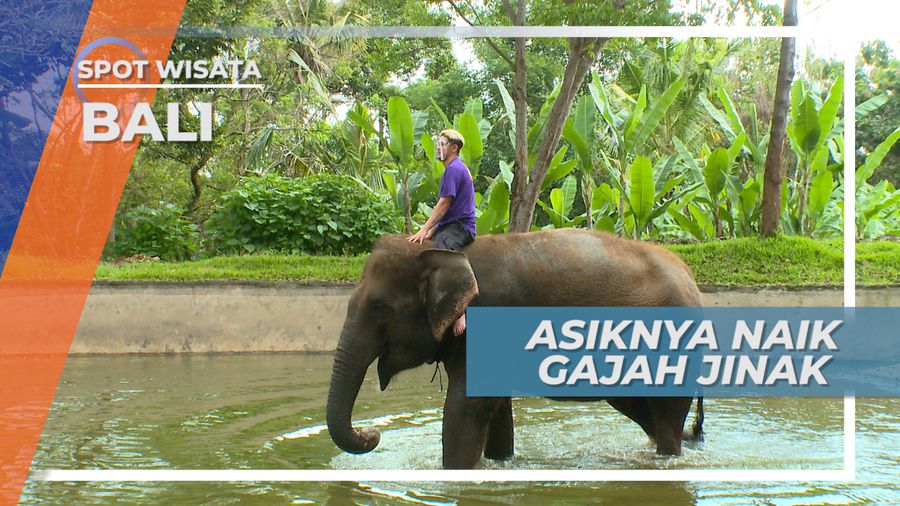 Keseruan Berkeliling Elephan Camp Naik Gajah Jinak, Bali