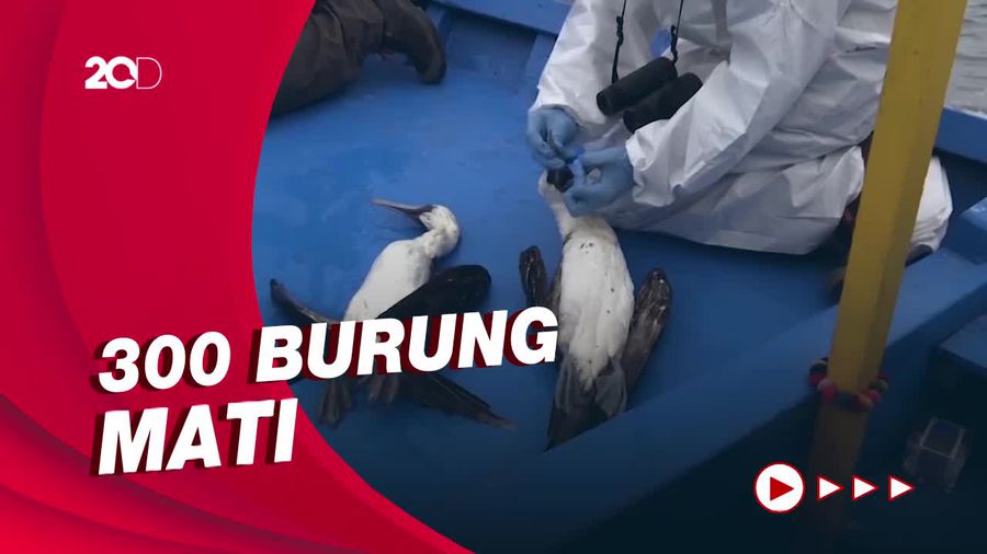Tumpahan Minyak di Perairan Peru Buat 1.200 Jenis Burung Terkontaminasi