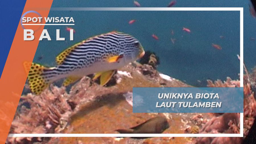 Uniknya Biota Laut Penghuni Kapal Karam di Perairan Tulamben, Bali