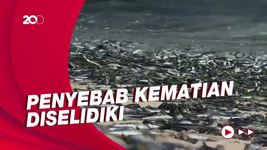 Pemandangan Mengerikan Ratusan Ribu Bangkai Ikan Sarden di Chili
