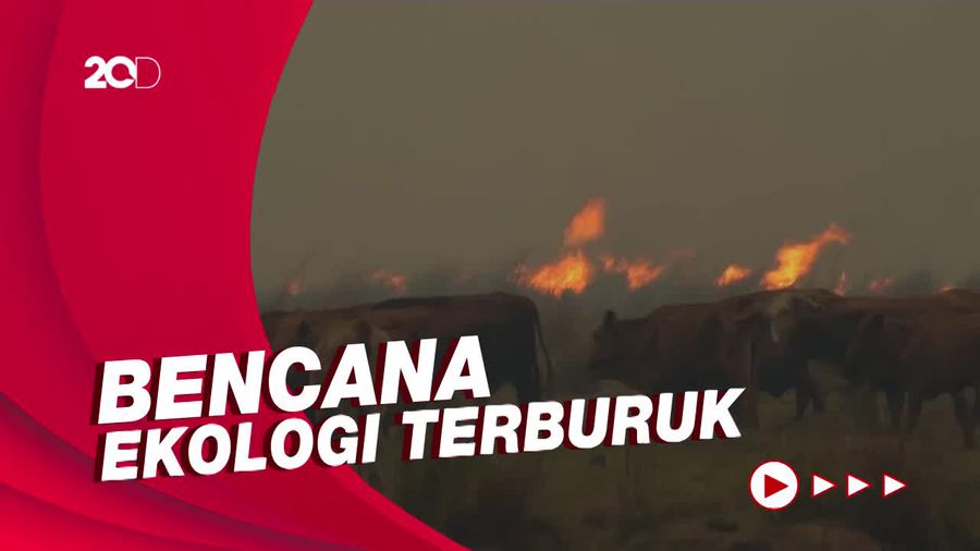 Hewan ternak Terkepung Kebakaran Hutan di Argentina   