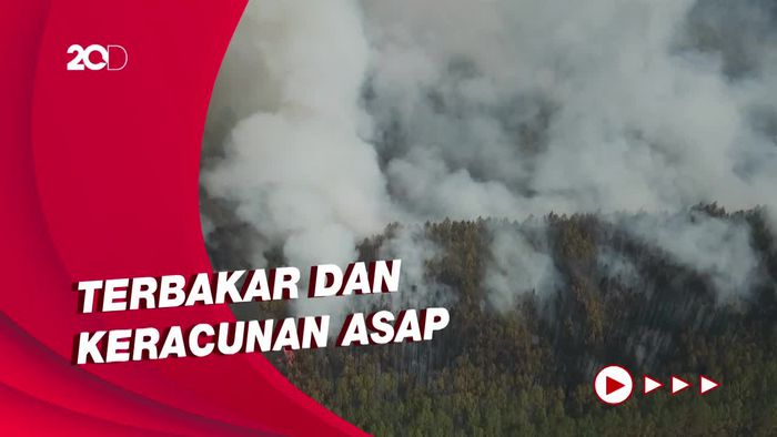 800 Ribu Hektare Hutan di Argentina Terbakar, Satwa Liar Mati