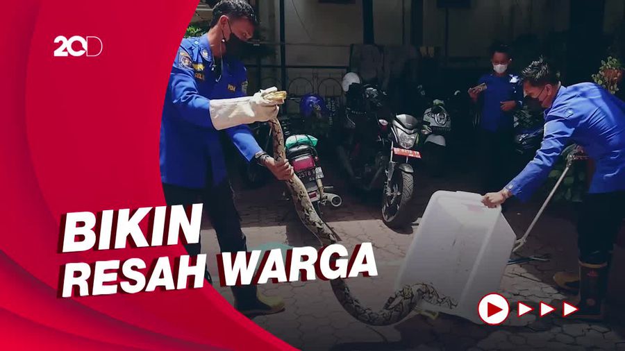 Sempat Mangsa Unggas, 2 Ular di Permukiman Trenggalek Dievakuasi