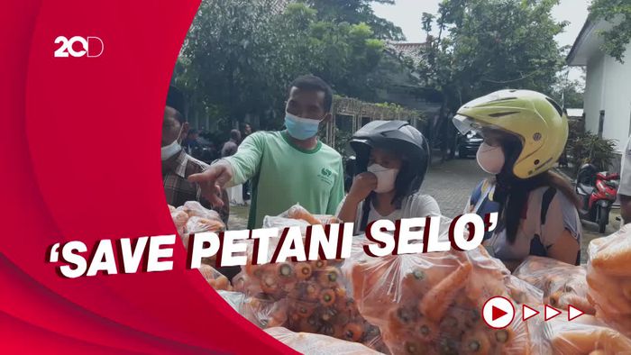 Harga Wortel Hasil Panen Anjlok, Petani Selo: Keadaan Sangat Mengerikan!