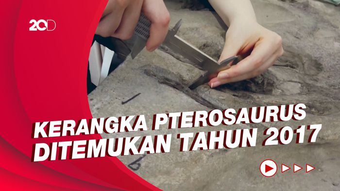Hidup Bersama Dinosaurus, Reptil Ini Punya Sayap 2,5 Meter