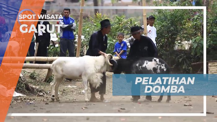 Rancabango, Pusat Pelatihan Domba Domba Jawara di Garut