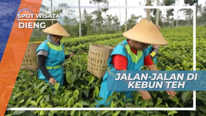Menikmati Sejuknya Udara Pegunungan di Hamparan Perkebunan Teh yang Hijau, Dieng
