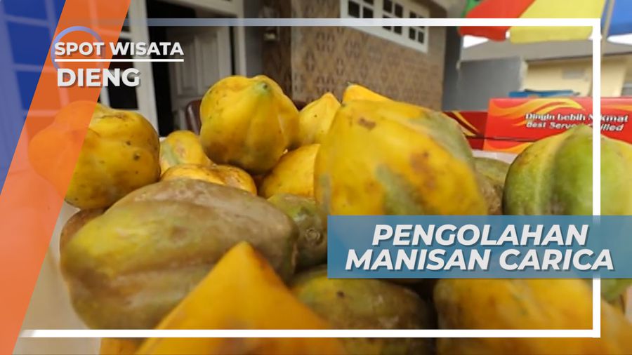 Manisan Carica, Buah Pepaya Gunung Khas Dataran Tinggi yang kaya Vitamin, Dieng