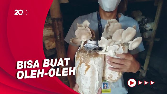 Wisata Sambil Belajar Proses Budidaya Jamur Borobudur