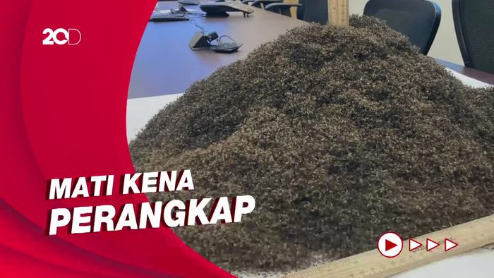 Wow! Ini Wujud 1 Juta Bangkai Nyamuk