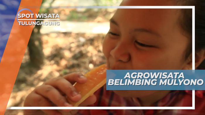 Memetik Belimbing Super Besar Langsung dari Pohonnya, Tulungagung