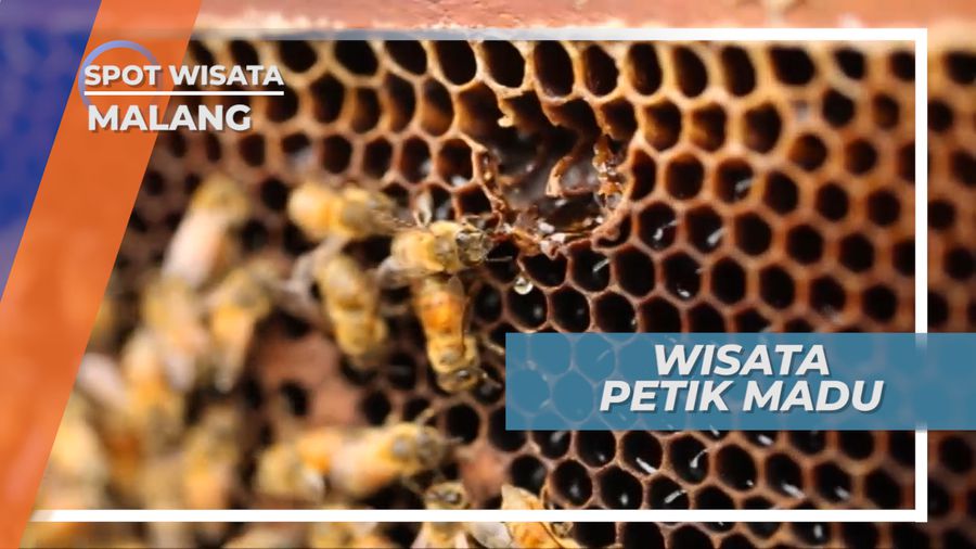 Mencicipi Manisnya Madu Murni Lansung dari Sarangnya, Malang