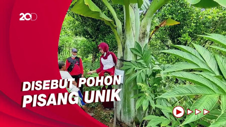 Melihat Pohon Pisang Raksasa Aladin di Ponorogo