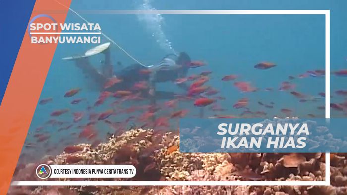 Berburu Ikan Hias di Kota Banyuwangi