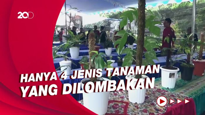 Menengok Kontes Tanaman Hias di Lumajang