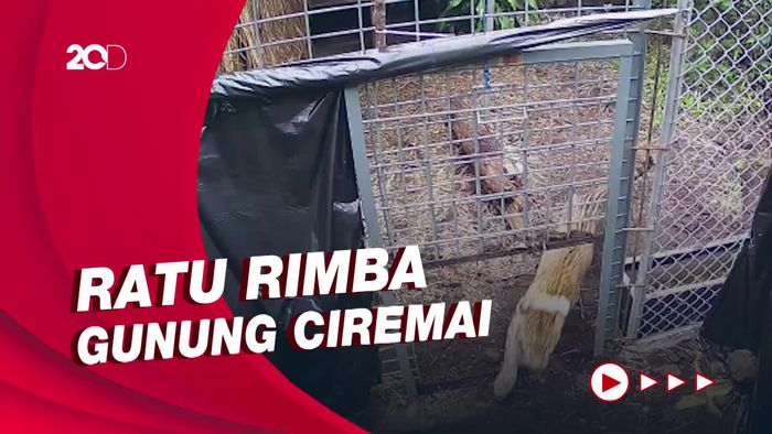 Momen Saat Ratu Rimba Gunung Ciremai Dilepasliarkan
