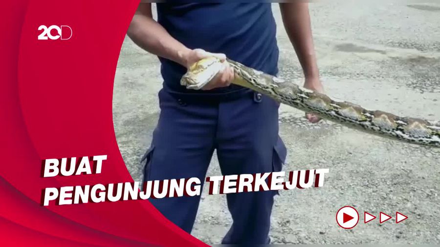 Waduh! Ular Piton 6 Meter Tiba-tiba Muncul di Kawasan Kuliner Parepare