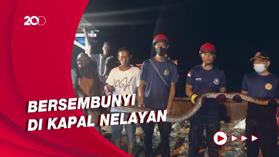 Petugas Evakuasi Ular Sanca Sepanjang 3,5 Meter di Pulau Tidung