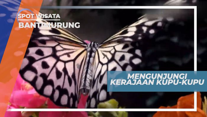 Taman Kupu-kupu Bantimurung, Tempat Wisata Sekaligus Edukasi