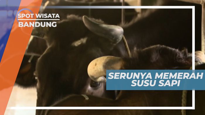 Menikmati Susu Segar Hasil Perahan Sendiri, Bandung