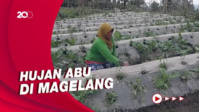 Penampakan Dampak Hujan Abu Gunung Merapi