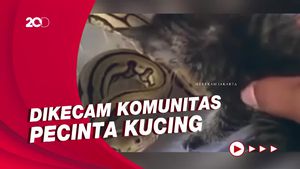 Ngeri! Anak Kucing Diadu Dengan Ular di Jakbar, Pelaku Ngaku Salah