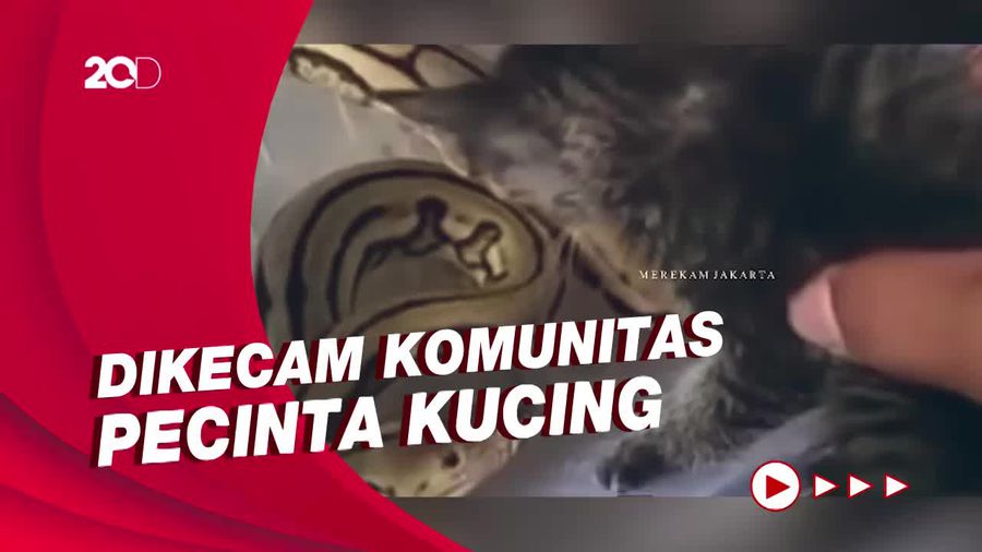 Ngeri! Anak Kucing Diadu Dengan Ular di Jakbar, Pelaku Ngaku Salah