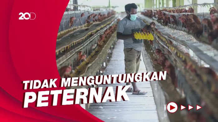 Ini Dia Penyebab Harga Telur Ayam Melejit, Bikin Peternak Tercekik
