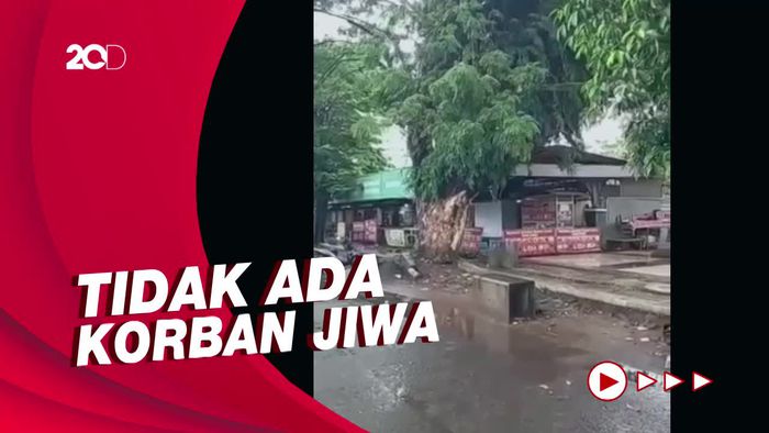 Detik-detik Pohon Besar Tumbang Timpa Warung di Pekalongan