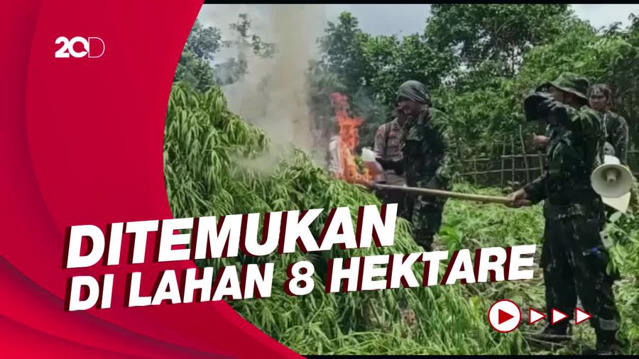 Momen Pemusnahan 13.000 Batang Ganja di Aceh Besar