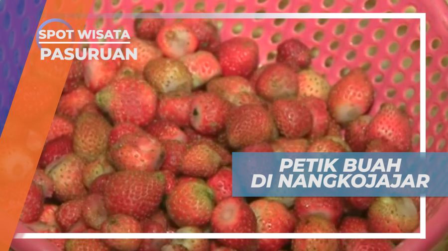Serunya Agro Wisata Petik Buah di Kaki Gunung Bromo, Pasuruan