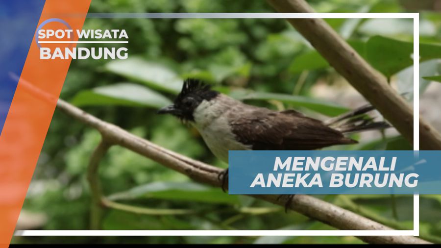 Mengenal Lebih Dekat Burung Endemik di Tempat Konservasi Bandung