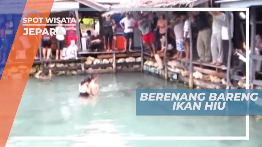 Menguji Adrenalin Berenang Bersama Ikan Hiu, Jepara