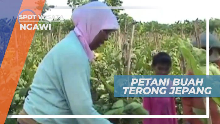 Melihat Dari Dekat Budidaya Terong Jepang di Ngawi Jawa Timur