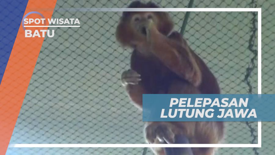 Pelepasan Primata Asli Indonesia kembali ke Habitat di Alam Liar, Batu
