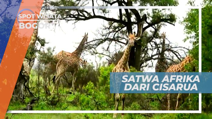 Melihat Dari Dekat Berbagai Jenis Satwa Liar Dari Benua Terbesar Kedua, Bogor