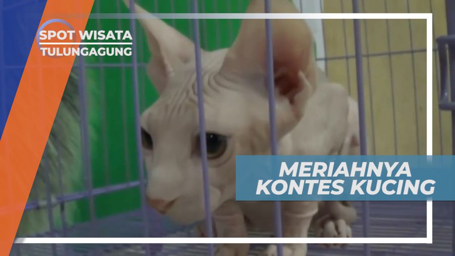 Serunya Kontes Kucing Dengan Berbagai Ras Dari Penjuru Dunia, Tulungagung