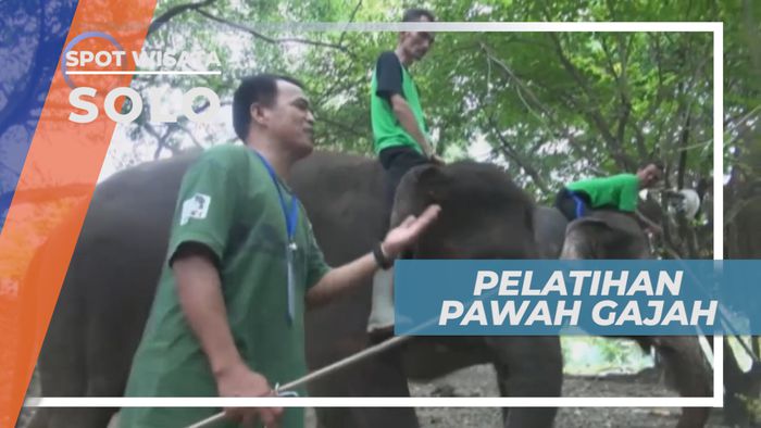 Serunya Mengikuti Pelatihan Pawang Mamalia Darat Berukuran Raksasa,Solo