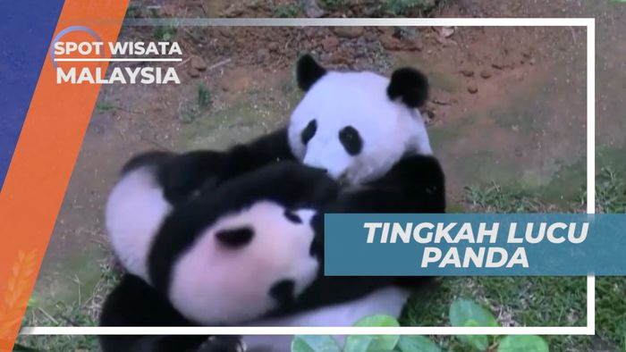 Serunya Merawat Keluarga Panda yang Imut dan Lucu, Malaysia