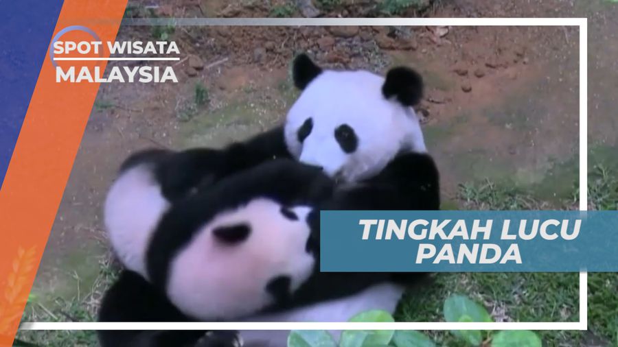 Serunya Merawat Keluarga Panda yang Imut dan Lucu, Malaysia