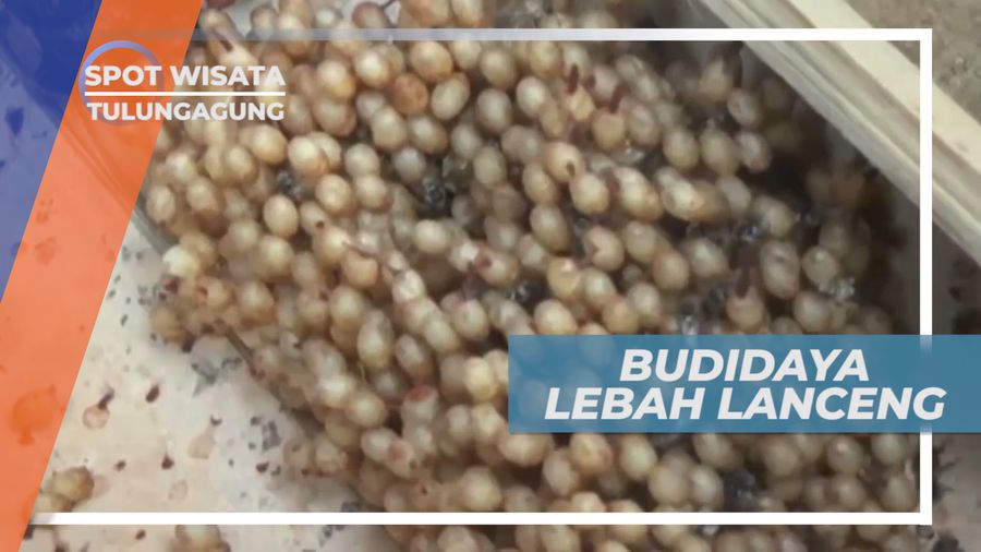 Mengujungi Tempat Budidaya Madu Lebah Lanceng, Tulungagung
