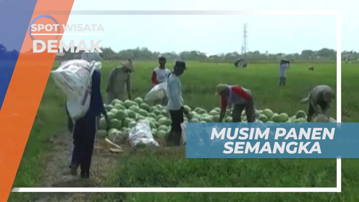 Semangka, Salah Satu Buah yang Menjadi Favorit Warga Demak