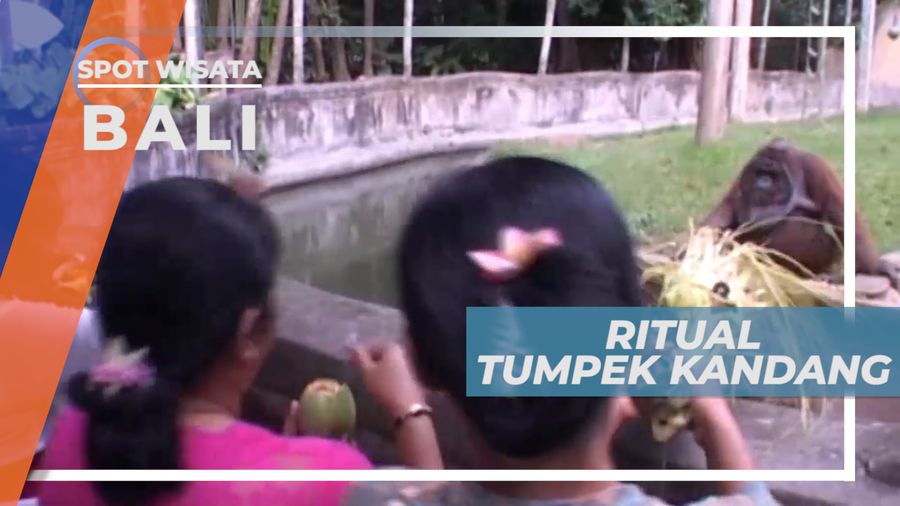 Tumpek Kandang Bali, Ritual Sebagai Rasya Syukur Atas Diciptakannya Hewan Peliharaan
