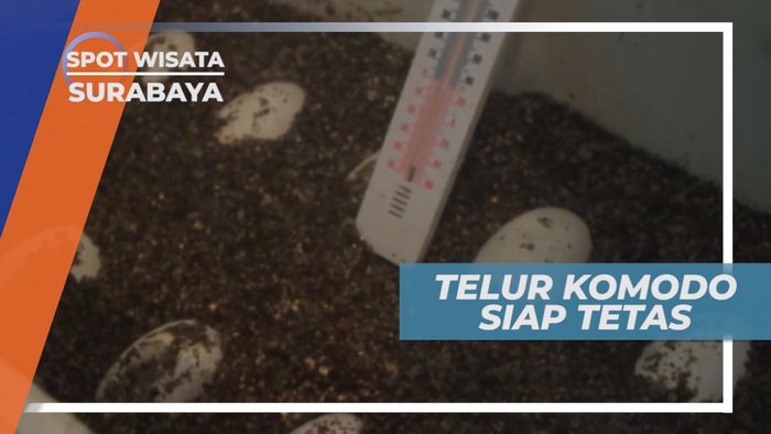 Melihat Dari Dekat Kehidupan Komodo di Kebun Binatang Surabaya