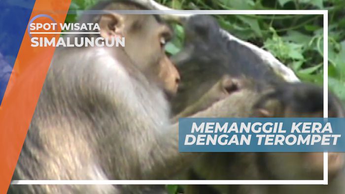Terompet Tanduk Kerbau, Alat Memanggil Kera di Simalungun