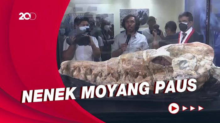 Penampakan Fosil Berusia 36 Juta Tahun di Peru