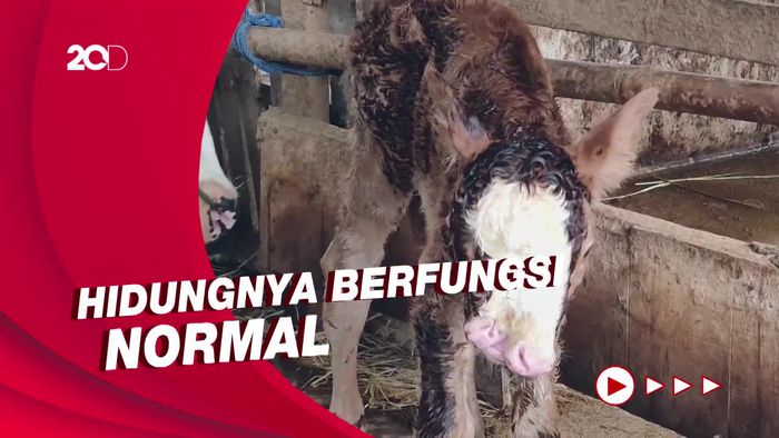 Penampakan Unik Anak Sapi Berhidung Dua di Kulon Progo