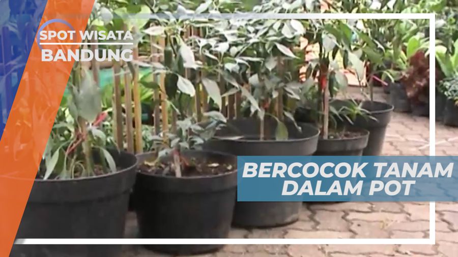 Tabulapot, Menanam Sayuran dan Buah-buahan Dalam Pot, Bandung